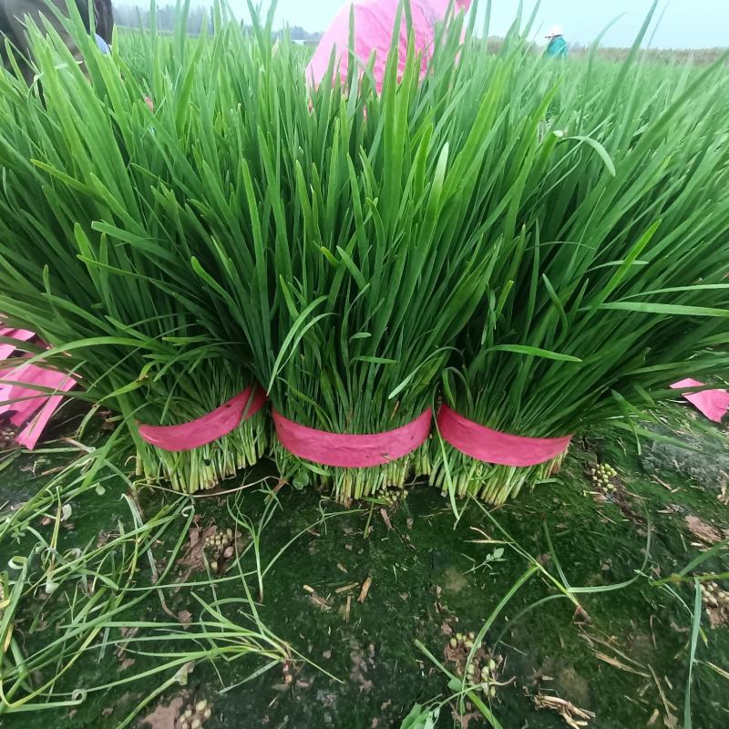 精品韭菜通货韭菜大量上市供应中