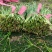 精品韭菜通货韭菜大量上市供应中