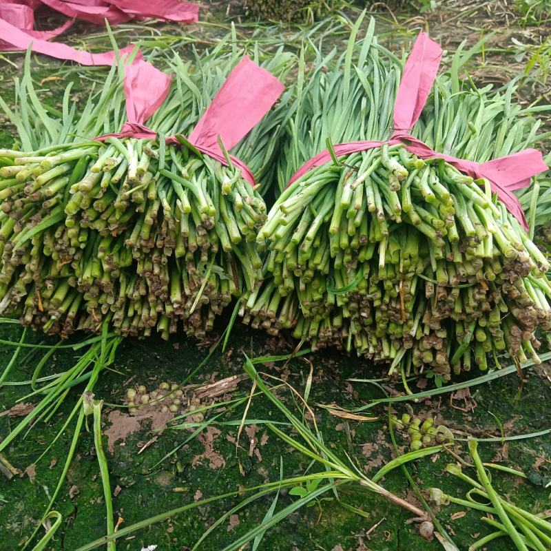 精品韭菜通货韭菜大量上市供应中