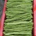 山东莘县芸豆大量上市万亩基地直供量大从优保质保量