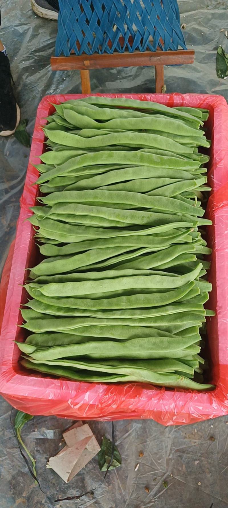 山东莘县芸豆大量上市万亩基地直供量大从优保质保量