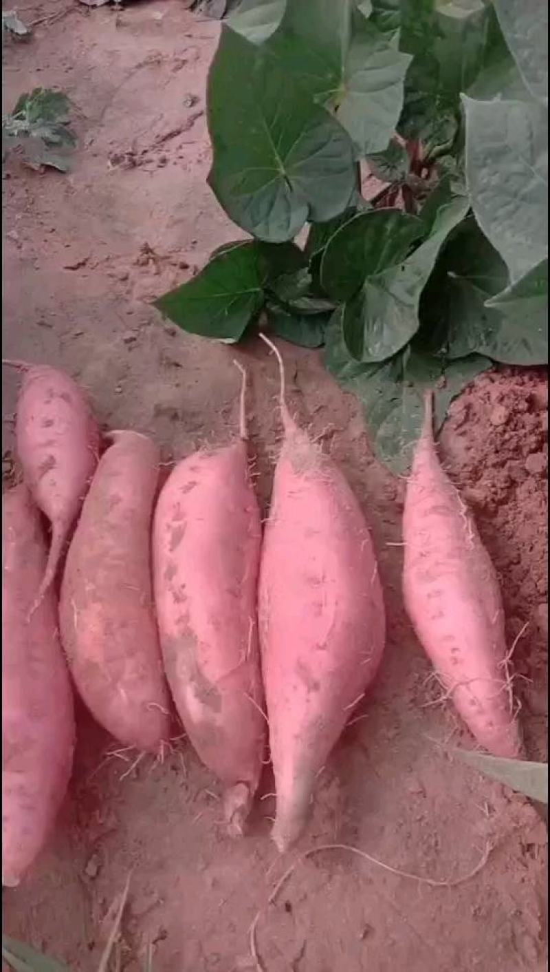 蜜薯烟薯25，红皮红心糖心流油香甜软糯烤薯专用，售后无忧