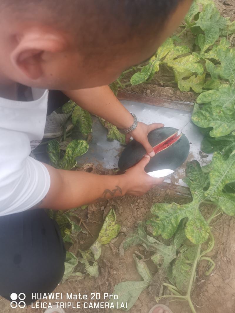 黑美人大量上市西瓜精品西瓜箱装散瓜都可以