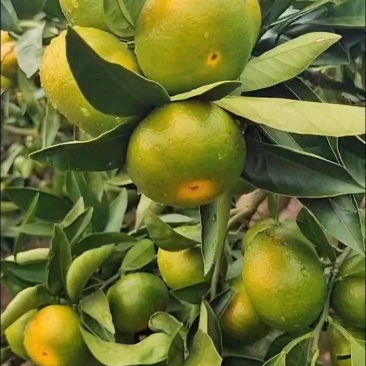 象山大丰(大分)蜜橘早熟特早蜜橘新鲜现摘批发零售