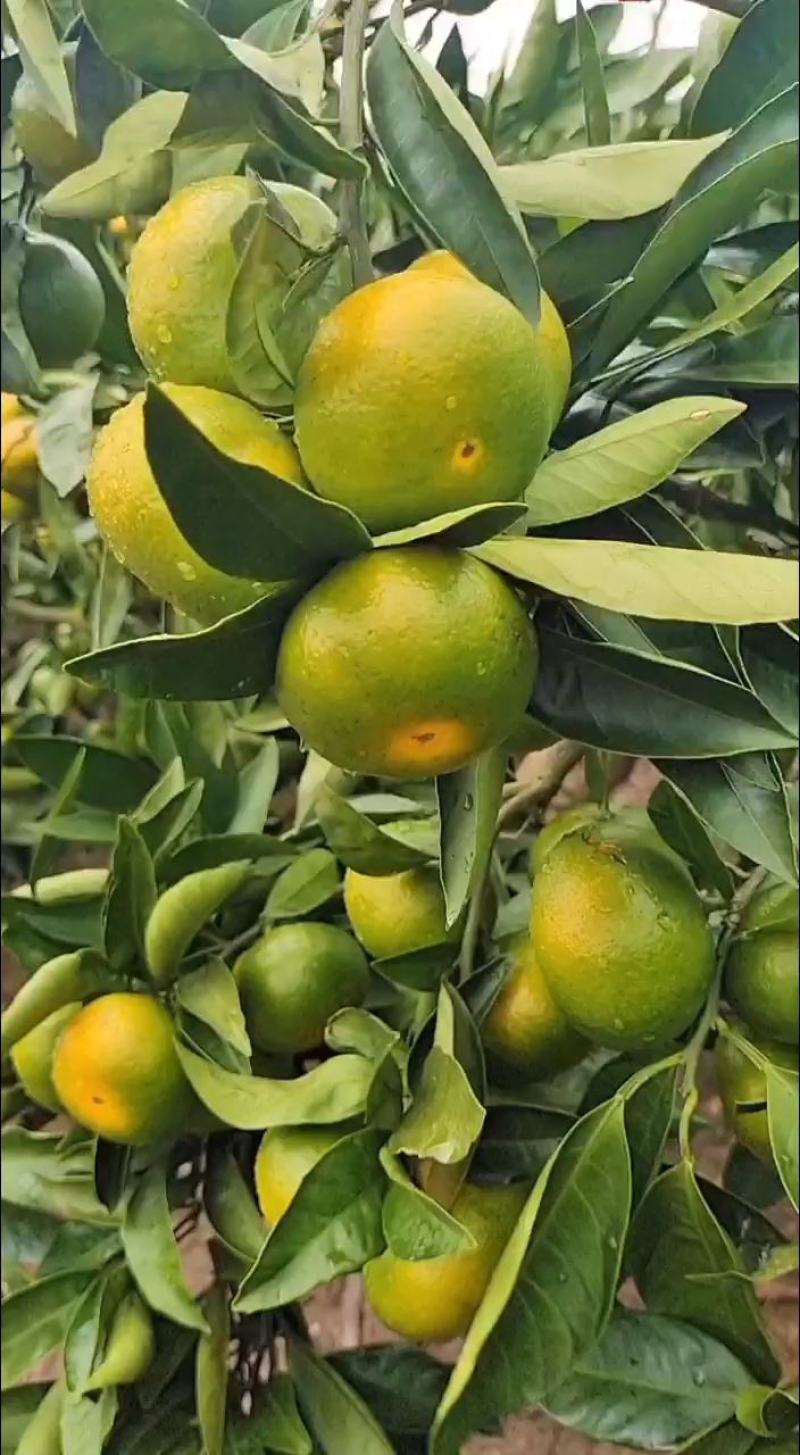 象山大丰(大分)蜜橘早熟特早蜜橘新鲜现摘批发零售