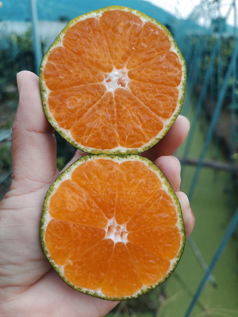 象山大丰(大分)蜜橘早熟特早蜜橘新鲜现摘批发零售