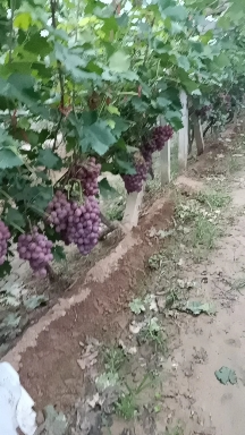 红提葡萄