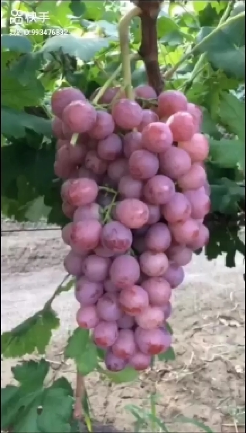 红提葡萄