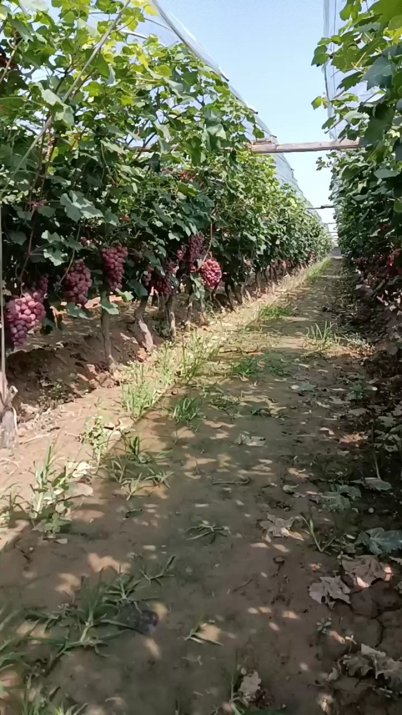 红提葡萄