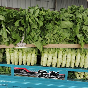 万亩莴笋，青皮青肉，无花无结骨，价格不贵