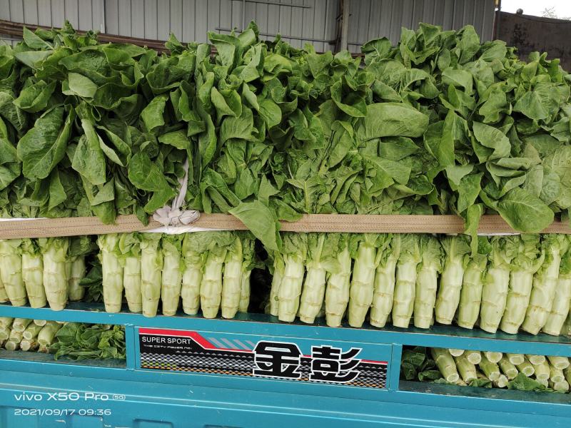 万亩莴笋，青皮青肉，无花无结骨，价格不贵