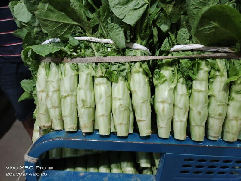 万亩莴笋，青皮青肉，无花无结骨，价格不贵