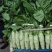 万亩莴笋，青皮青肉，无花无结骨，价格不贵