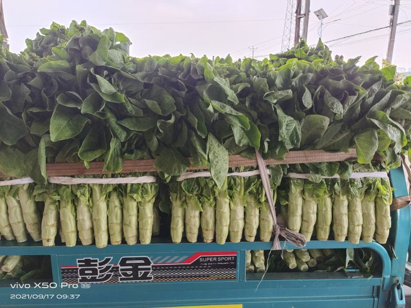 万亩莴笋，青皮青肉，无花无结骨，价格不贵