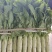 万亩莴笋，青皮青肉，无花无结骨，价格不贵
