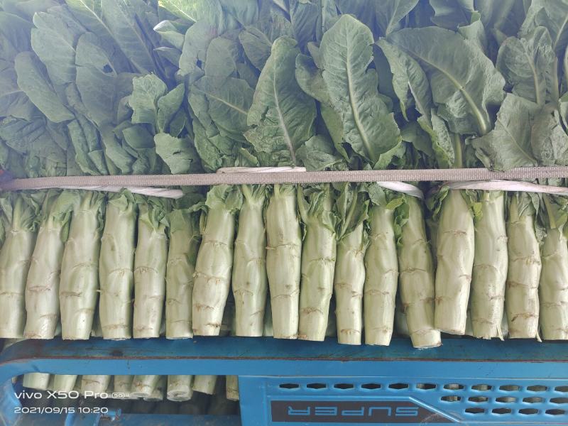 万亩莴笋，青皮青肉，无花无结骨，价格不贵