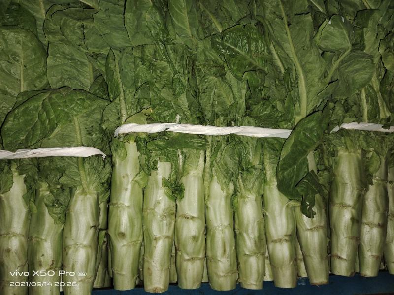 万亩莴笋，青皮青肉，无花无结骨，价格不贵