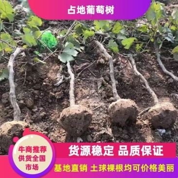 占地葡萄树，葡萄苗，可视频看树，一手货源，苗圃直发。