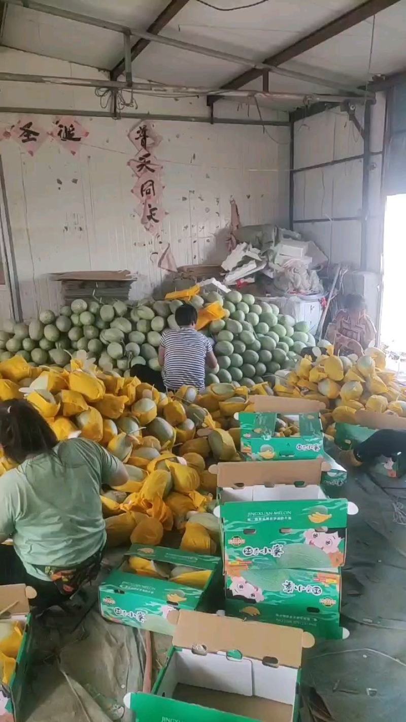 山东潍坊大棚晓蜜25，大棚晓蜜头茬，皮毛靓丽，口感很好！