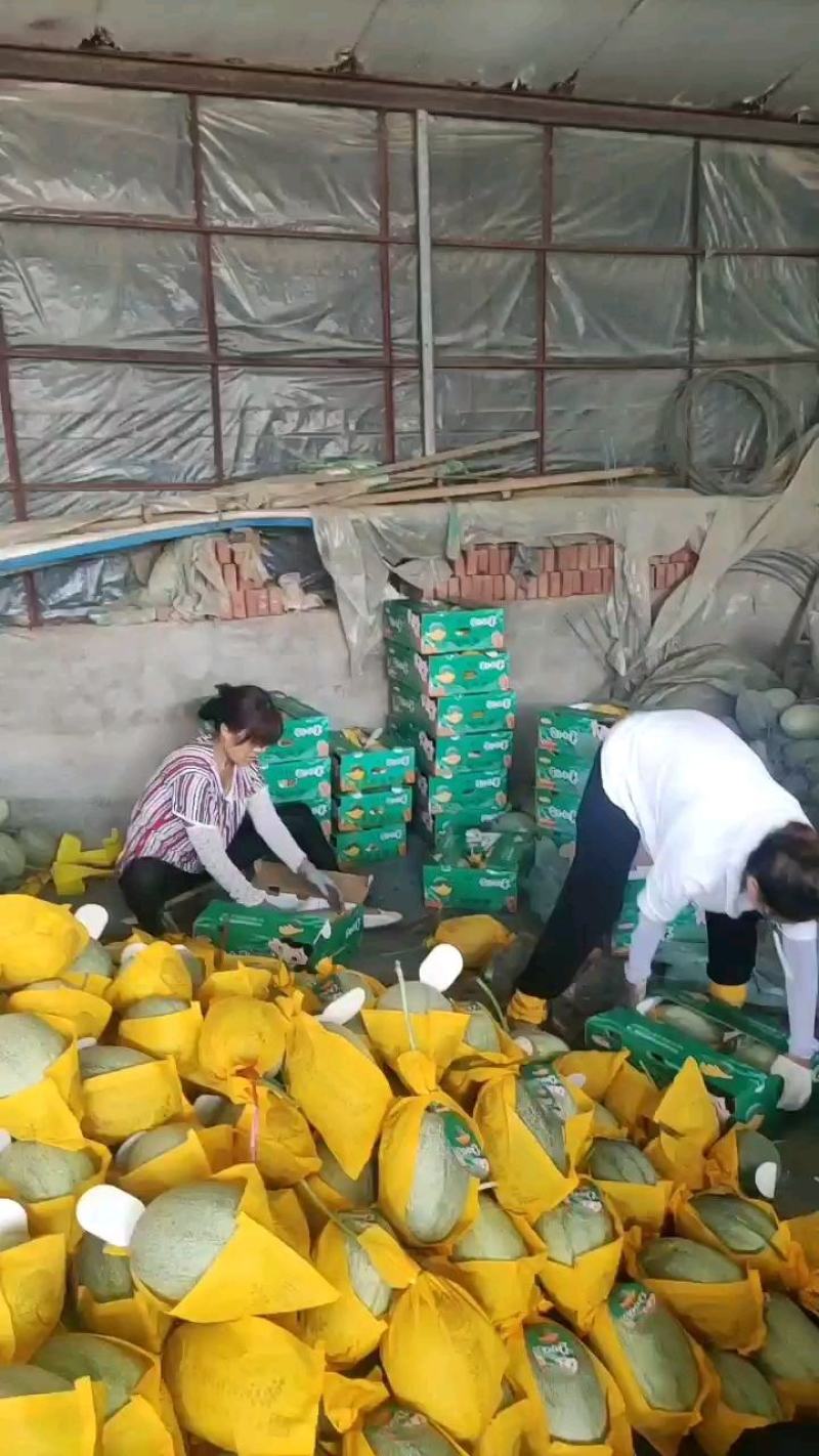 山东潍坊大棚晓蜜25，大棚晓蜜头茬，皮毛靓丽，口感很好！