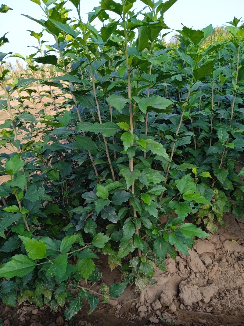 木槿4枝80cm高