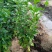 木槿4枝80cm高
