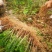 四川“夏禹林”曼地亚红豆杉小苗，基地发货量大价更优。