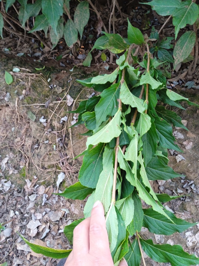锦带红王子锦带4分枝