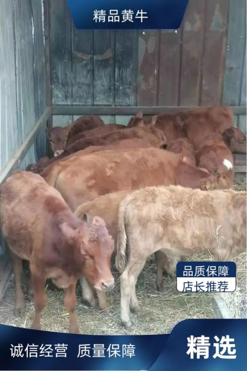 【精品改良黄牛】精品小牛，包技术指导诚信经营