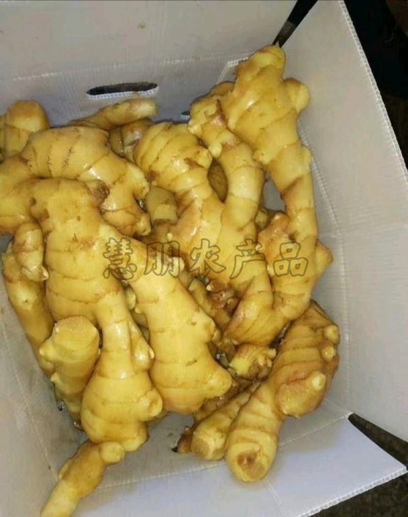 【优选】精品生姜批发窖藏大黄姜可加工风干姜产地供应