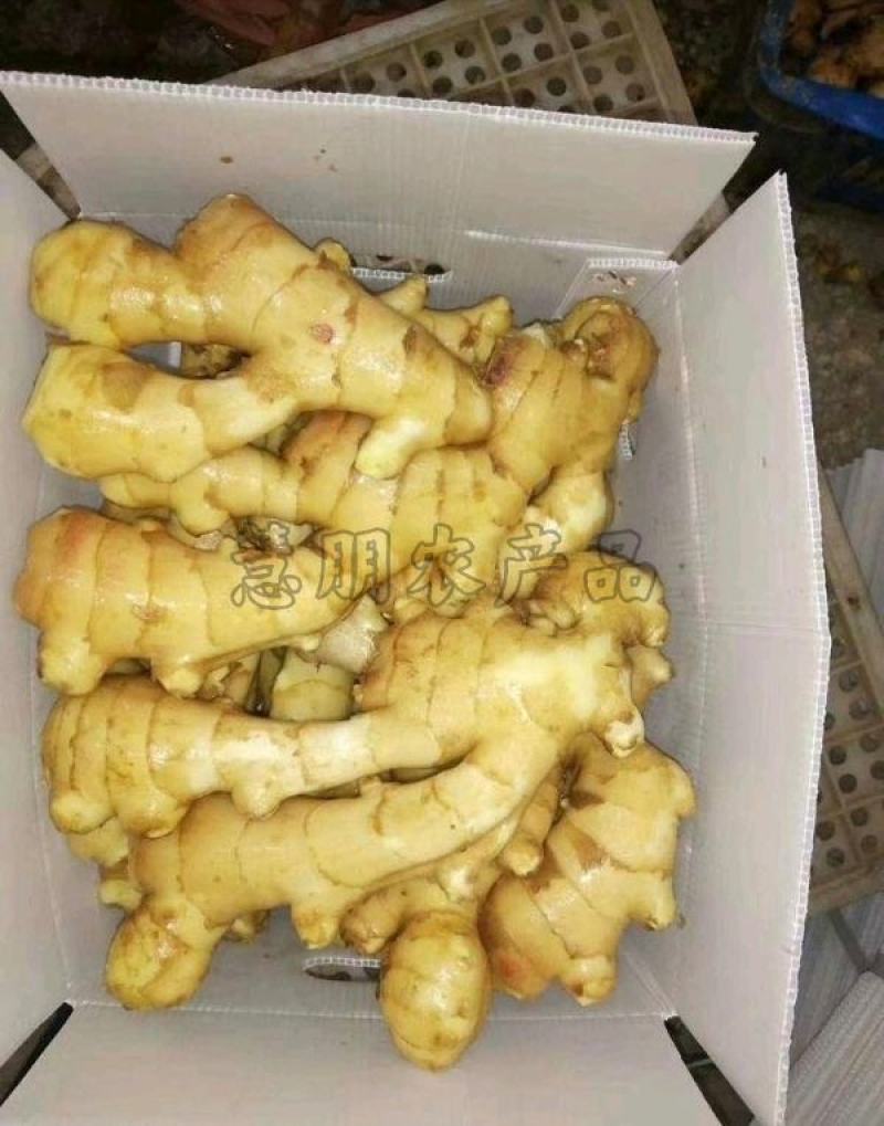【优选】精品生姜批发窖藏大黄姜可加工风干姜产地供应