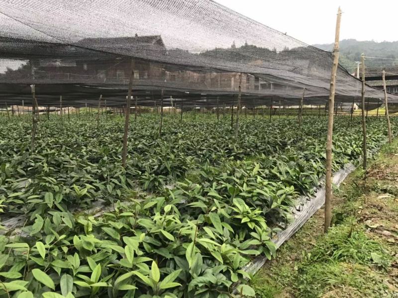 布福娜通道黑老虎树苗国家地理标志产品