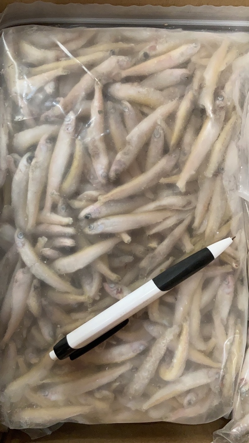 兴泓特色食材公鱼小龙鱼精品单冻无冰各种规格齐全对接批发