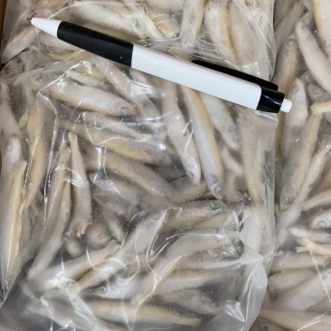 兴泓特色食材公鱼小龙鱼精品单冻无冰各种规格齐全对接批发