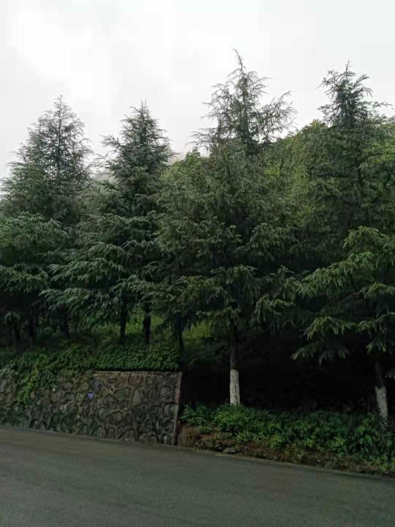 各种雪松出售