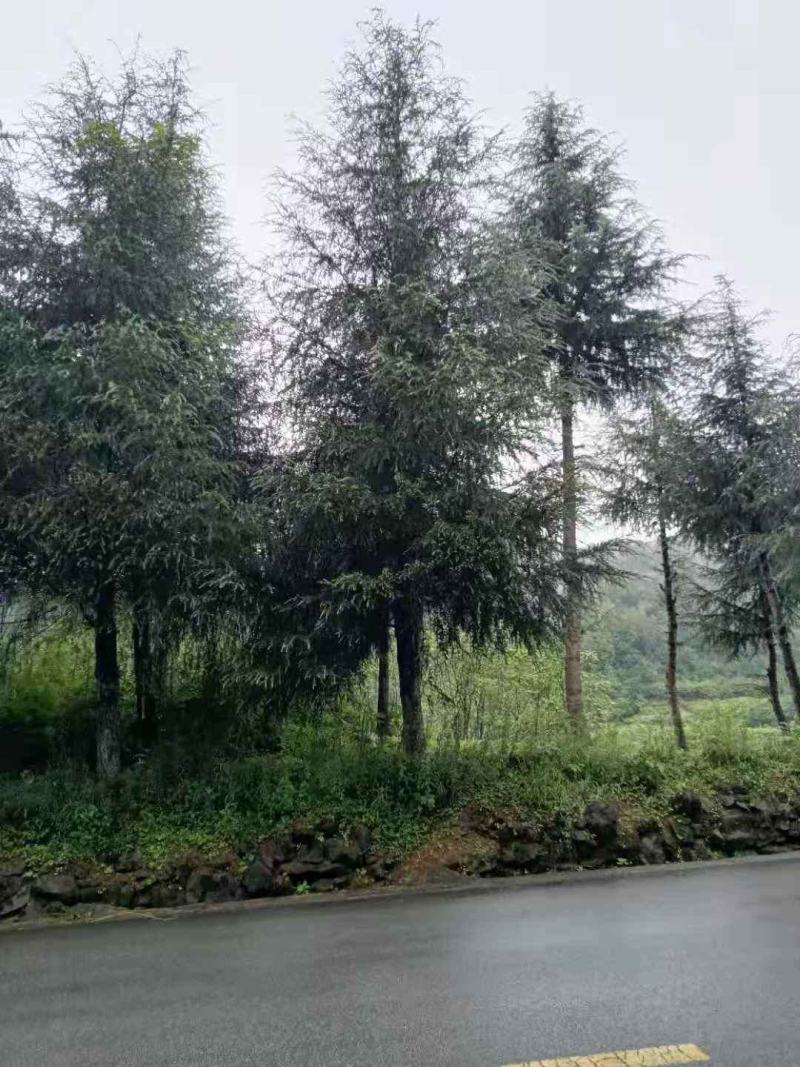 各种雪松出售