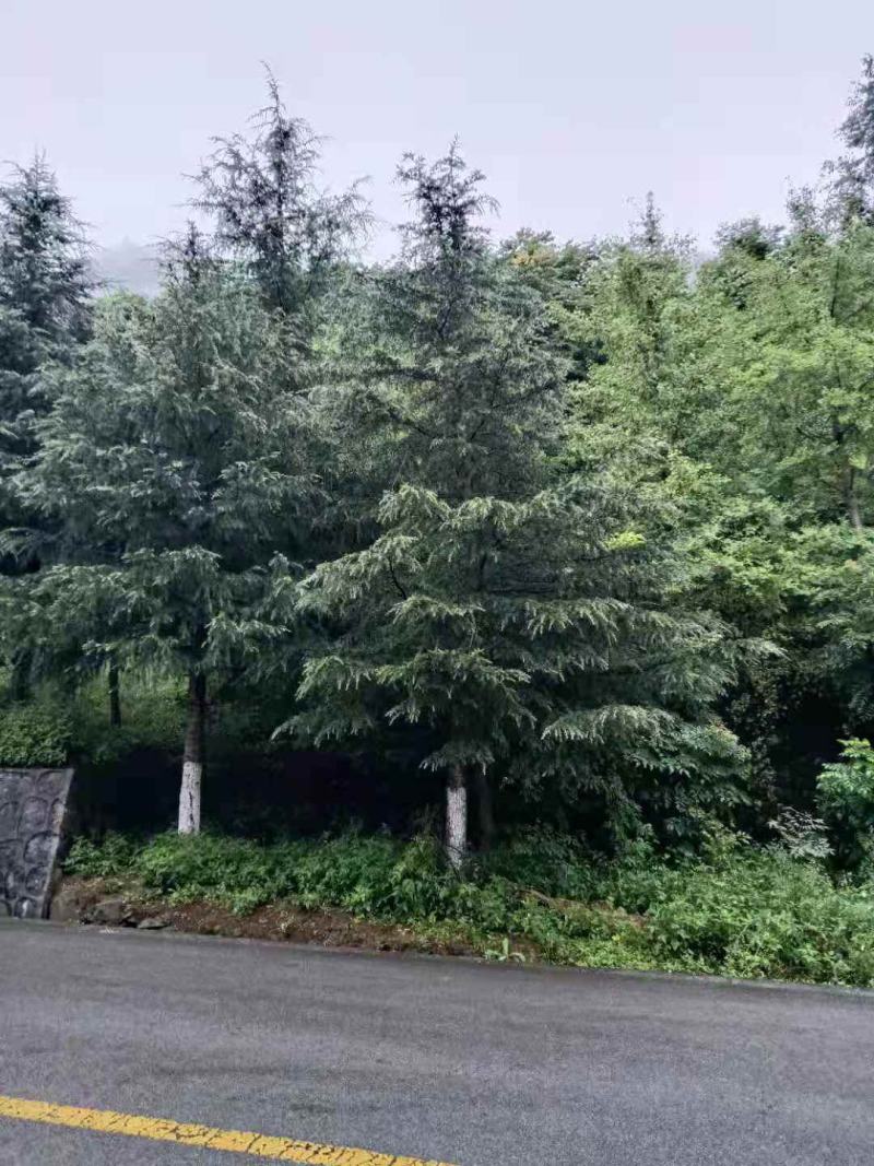各种雪松出售
