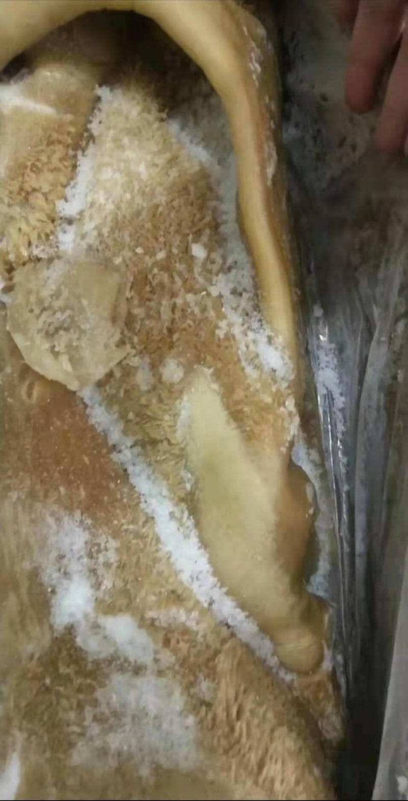 全熟牛肚，现货供应