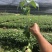八角直生苗