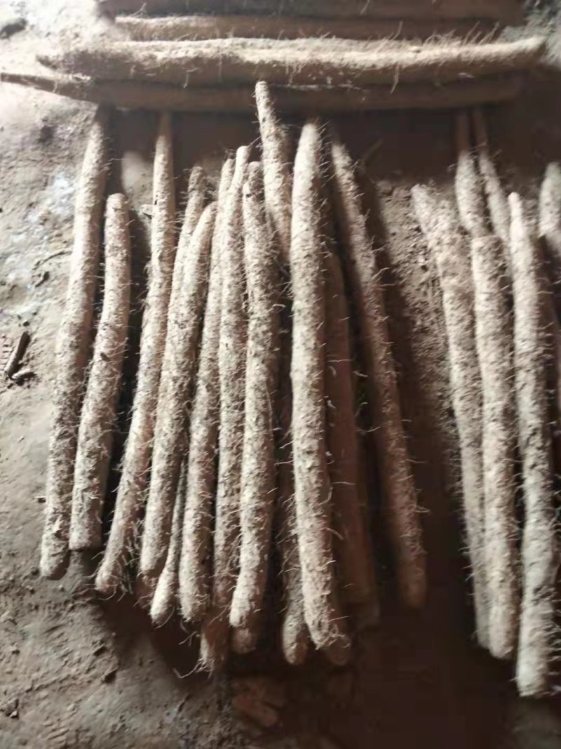 麻山药！大货！软糯甘甜！有条形！粗度！长度