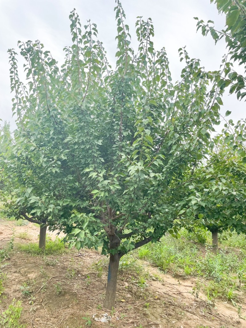 15公分红梅花，15公分红梅树，山西红梅花产地