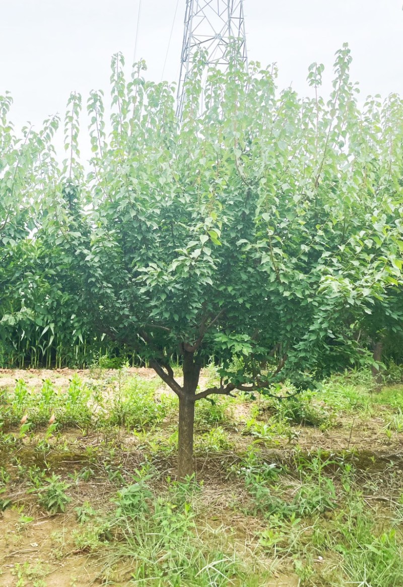 15公分红梅花，15公分红梅树，山西红梅花产地