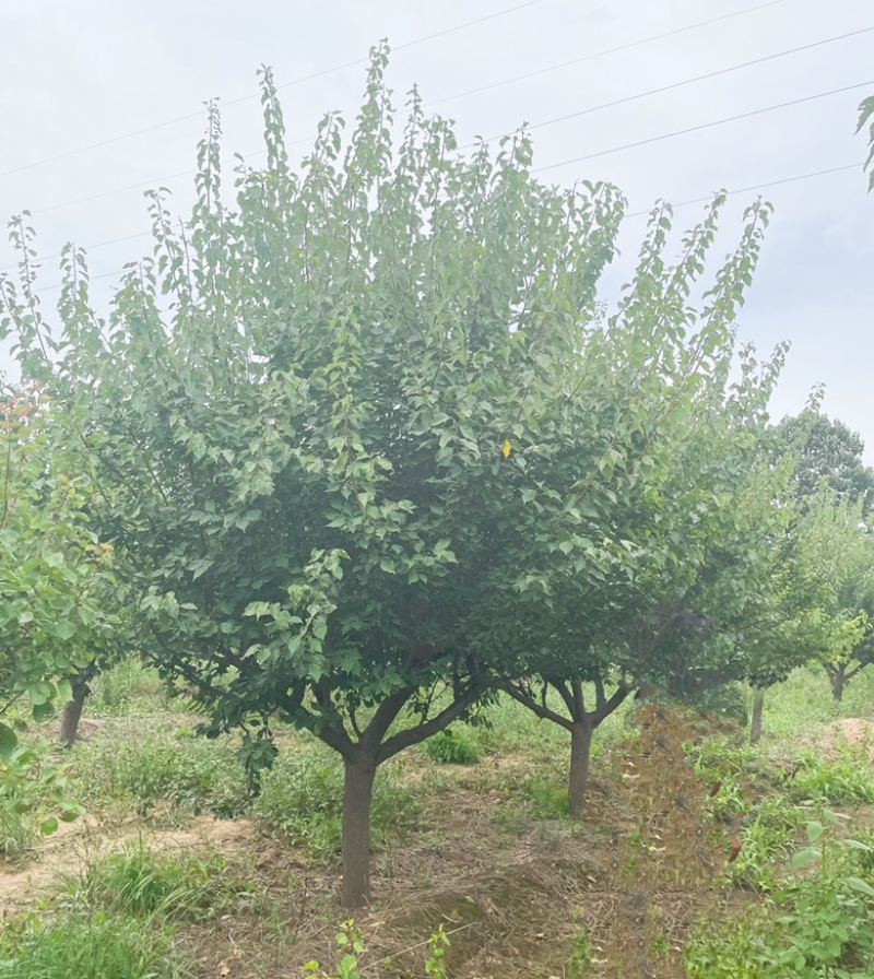 15公分红梅花，15公分红梅树，山西红梅花产地