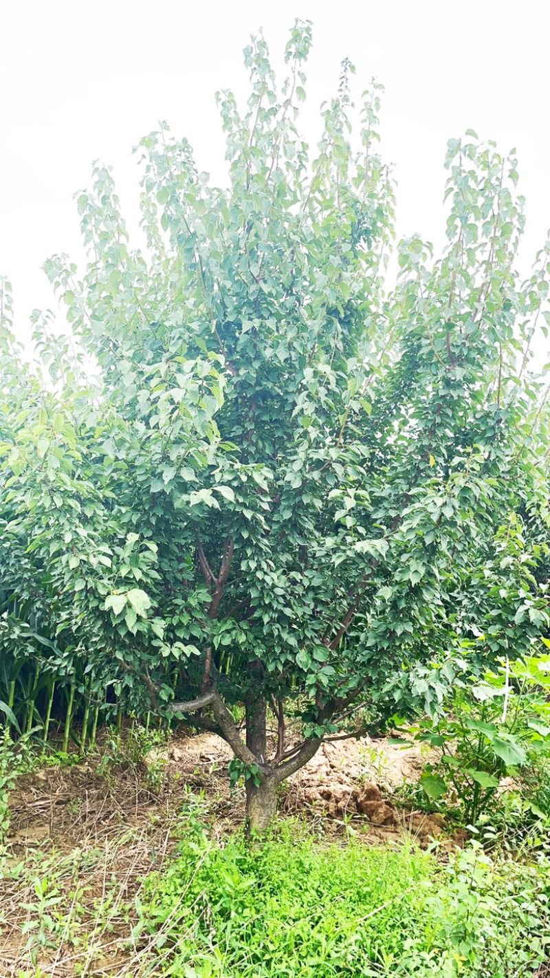 15公分红梅花，15公分红梅树，山西红梅花产地