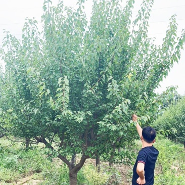 15公分红梅花，15公分红梅树，山西红梅花产地