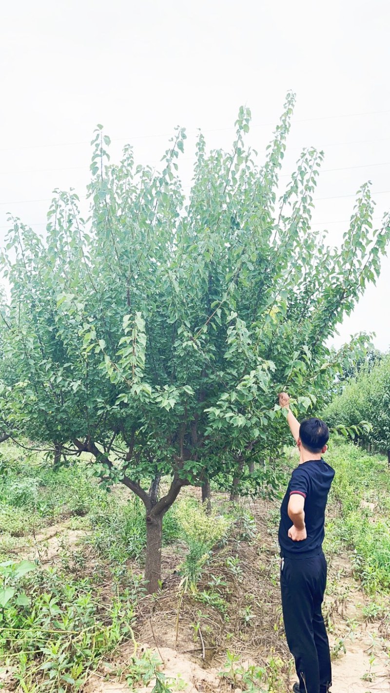 15公分红梅花，15公分红梅树，山西红梅花产地