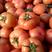 《西红柿》山东优质大红西红柿产地大量供应沙瓤多汁酸甜可口