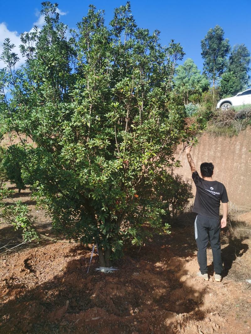 精品杨梅树（断根苗）基地直供