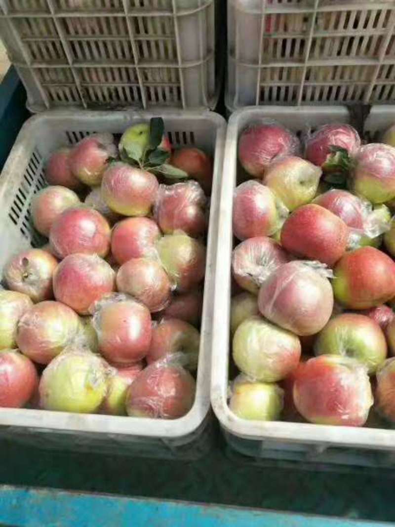 山东山地红富士苹果大量上市，颜色鲜亮，口感脆甜多汁