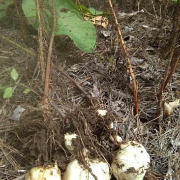 新鲜百合